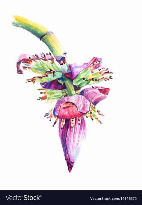 Banana Blossom, Banana Flower, Oil Pastel Paintings, Banana Tree, Tree Illustration, Watercolor Trees, Tree Drawing, Pastel Painting, Botanical Art