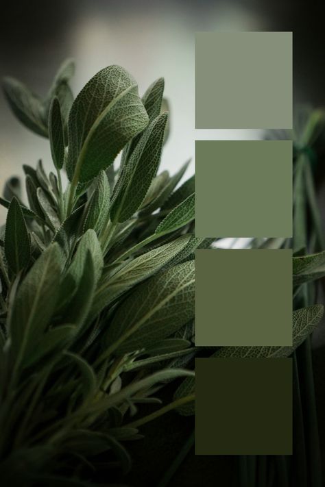 Sage Green Color Palette - Fresh Herbs:
An arrangement of fresh herbs, featuring sage green leaves with a soft, textured surface and muted tones. Green Tones Palette, Color Scheme Sage Green, Sage Green Color Palette, Sage Green Leaves, Green Color Palette, Sage Green Color, Green Colour Palette, Muted Tones, Color Harmony