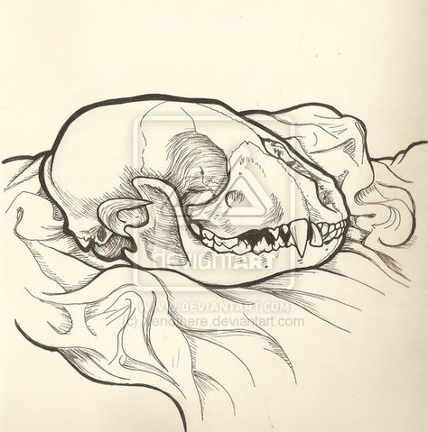 Racoon skull Raccoon Skull Drawing, Raccoon Skull Tattoo, Skull Study, Raccoon Skull, Moleskine Art, Birthday Money, Moleskine Notebook, Skull Illustration, Leg Sleeve