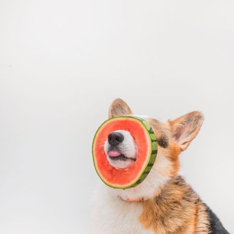 A Dog, Watermelon, On Instagram, Instagram