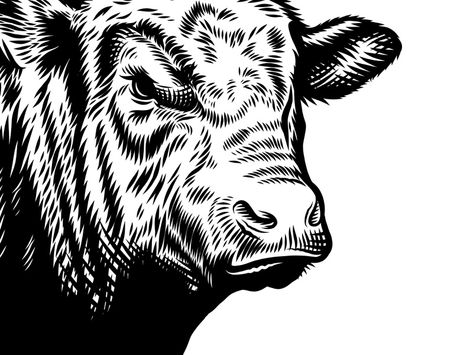 Angus Bull illustration by Ralf Resuk on Dribbble Bull Illustration, Angus Bull, Cow Silhouette, Angus Cow, Cow Logo, Bull Tattoos, Bull Design, Cow Art, Graphic Elements