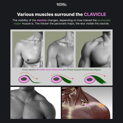 ArtStation - The clavicle, Anatomy For Sculptors Acromion Process, Human Tutorial, Anatomy For Sculptors, Pectoralis Major, Anatomy Education, Human Anatomy Drawing, Body Drawing Tutorial, Hand Drawing Reference, Anatomy Poses