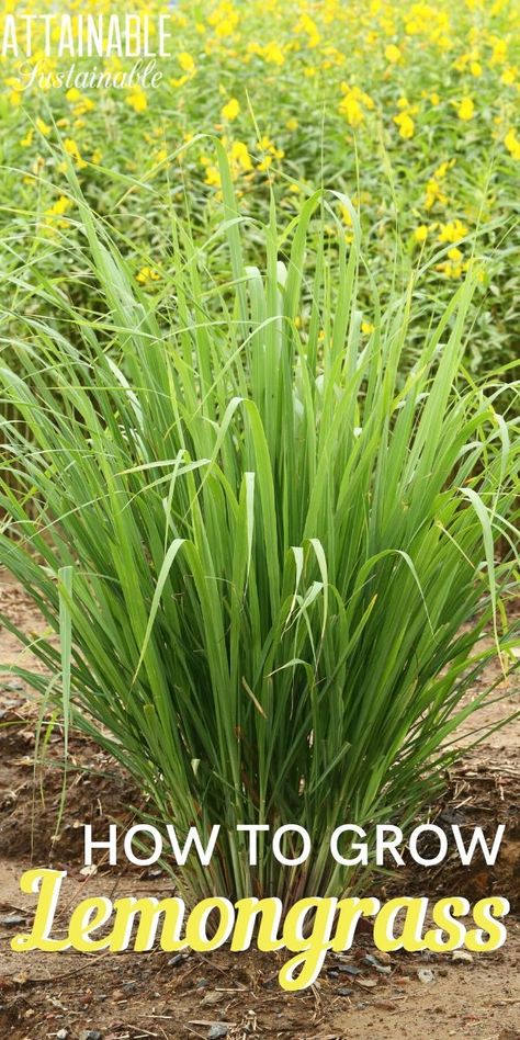 Grow Lemongrass, Lemongrass Plant, How To Grow Lemon, Easy Plants To Grow, Grasses Landscaping, Sun Plants, Garden Sheds, Easy Plants, Pretty Plants