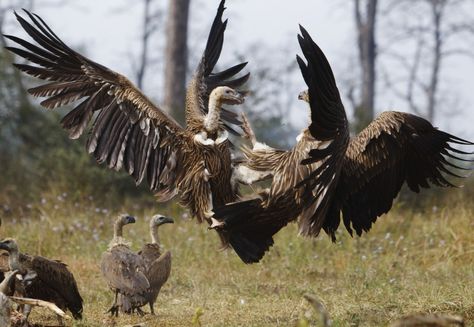 Why more and more vultures eat their prey butt first Vulture Eating, Dog Attack, Animal Study, Buzzard, More And More, Endangered Species, Bird Watching, Artist At Work, Beautiful Birds