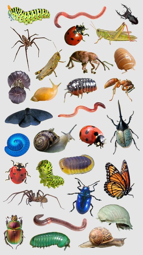 #bugcore #bugs #insects Bug Texture, Bug Chart, Bug Anatomy, British Insects, Bug Poster, Spring Bugs, Insect Identification, Website Aesthetic, Growth And Evolution