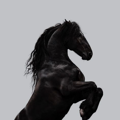 Black Animals Aesthetic, Black Stallion Aesthetic, Black Shire Horse Aesthetic, Black Horses Aesthetic, Dark Horse Aesthetic, Black Horse Aesthetic, Black Stallion Horse, Knight Horse, Horse Black