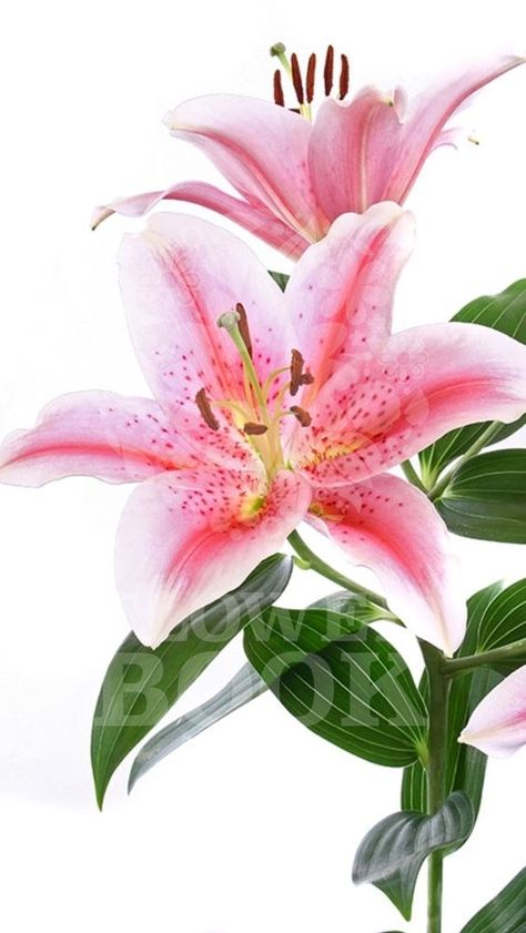 Lockdown Painting, Lilies Drawing, Flower Cottage, Stargazer Lily, Floral Border Design, Watercolor Flower Art, Flower Therapy, Botanical Watercolor, Flower Phone Wallpaper