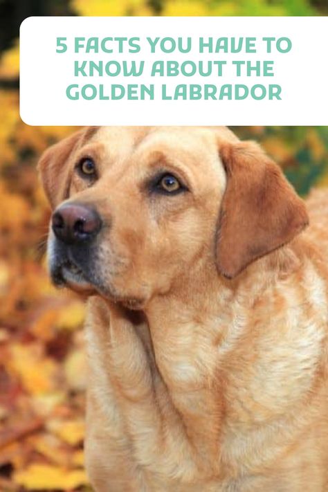 Yellow Labs Dogs, Dog Pens Outside, Goldador Dog, Golden Labrador Puppies, Labrador Puppies For Sale, Golden Lab, Dog Pens, Yellow Labs, Pinterest Pictures