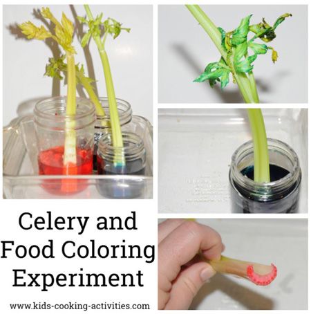 How To Cook Celery, Food Coloring Experiment, Kids Cooking Lessons, Food Science Experiments, Celery Recipe, Preschool Curriculum Free, Kids Cooking Activities, Cooking Activities, Celery Recipes