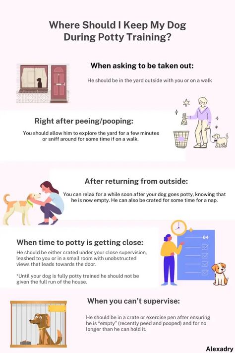 How to Potty Train a Dog to Go Outside? Fast and Best Methods for Success - PetHelpful Potty Train Dog, How To Potty Train, Train A Dog, To Pee, Potty Train, Dog Potty Training, House Training Dogs, Child Friendly, Older Dogs