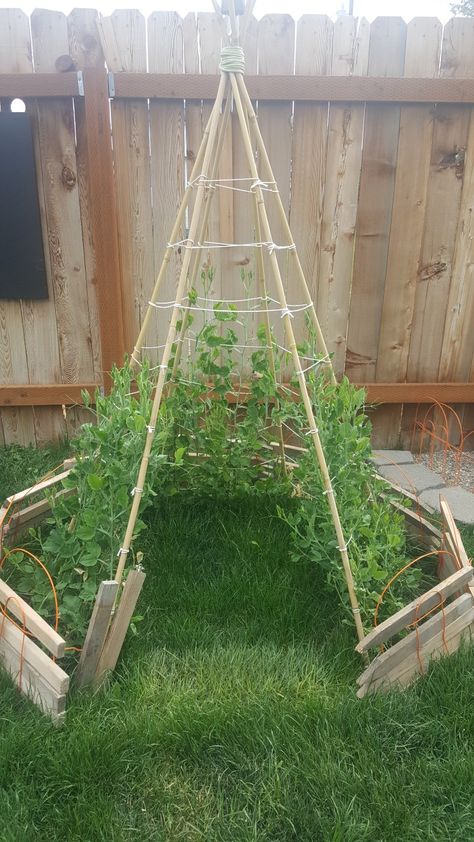 Snap Pea Teepee, Trailing Plant Teepee, Sunflower Teepee, Sweet Pea Teepee, Pea Teepee, Trellis For Peas, Pea Plants, Teepee Trellis, Pea Trellis