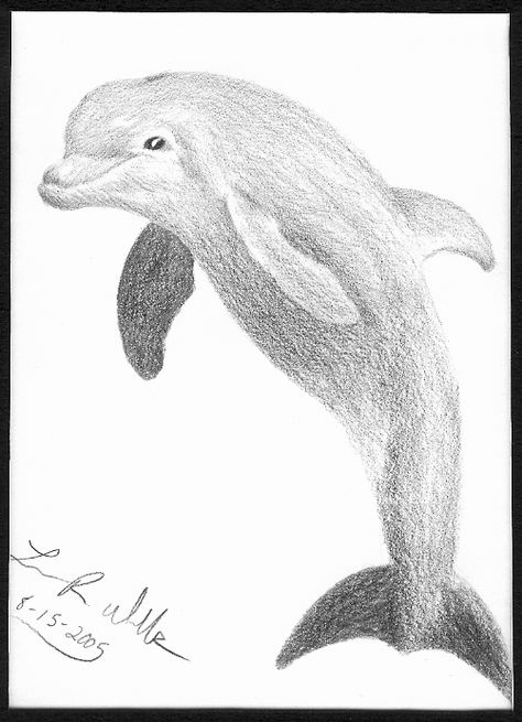 Dolphin Dolphin Drawing, Dolphin Wall Art, Creature Marine, Sea Pictures, Dolphin Art, Sweet Drawings, Draw Animals, Black Cat Art, Easy Doodle Art