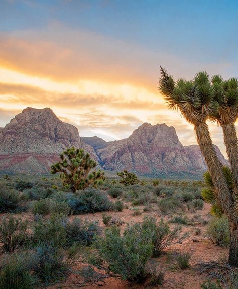 Nevada Desert Landscape, Nevada Aesthetic, Nevada Landscape, Neon Desert, Horse Background, Nevada Homes, America Trip, Great Basin National Park, Best Road Trips