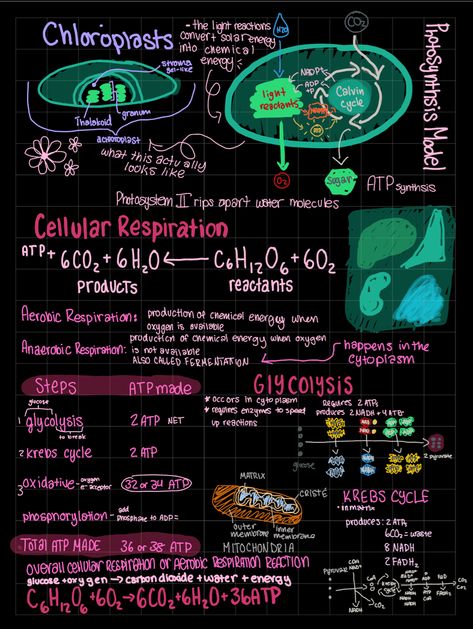 Respiration And Circulation Notes, Cellular Respiration Poster, Biochemistry Poster, Cellular Respiration Diagram, Cellular Respiration Notes, Biology Concepts, Biology Posters, Environmental Science Activities, Environmental Biology