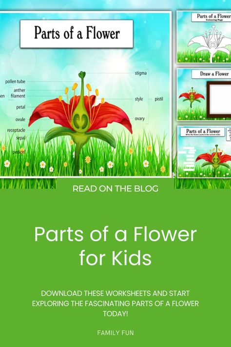 Teach your kids about botany with these 'Parts of a Flower' Free, Printable Worksheets! Perfect for classrooms or homeschooling, these worksheets make learning about flowers interactive and enjoyable. Download the PDF template now and explore the world of plants with your children! #printables #PDFtemplate #template #flowerworksheet #botanyforkids Fun Printables For Kids, Kids Worksheets, Parts Of A Flower, Fun Worksheets, Fun Printables, Educational Worksheets, Free Printable Worksheets, Flower Coloring Pages, Worksheets For Kids