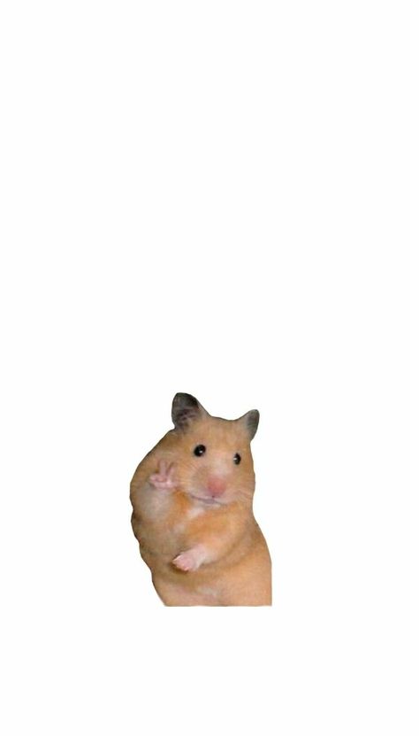 Hamster Wallpaper Iphone, Hamster Wallpaper, Aesthetic Iphone, Aesthetic Iphone Wallpaper, Wallpaper Iphone, Iphone Wallpaper, Wallpapers, Screen, Iphone