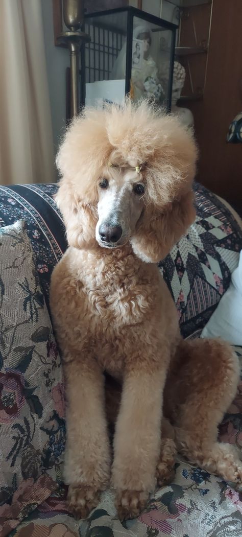 Grow out phase
Apricot standard poodle Standard Poodle Cuts, Poodle Hairstyles, Apricot Standard Poodle, Dogs Doodle, Prim Rose, Poodle Party, Poodle Hair, Parti Poodle, Poodle Puppy Standard