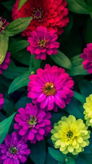 Qhd Wallpaper, Zinnia Flowers, Flower Drawing Design, Flowery Wallpaper, Garden Shrubs, Cellphone Wallpaper Backgrounds, Flowers Petals, Desktop Wallpapers Backgrounds, Flower Background Wallpaper