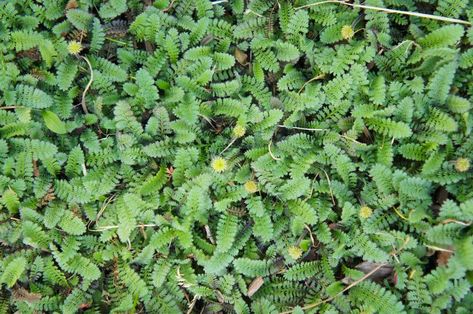 Brass Buttons Plants Look Great in Sun and Shade - ground cover Tansy Plant, Yellow Spring Flowers, Perennial Ground Cover, Lawn Alternatives, Full Sun Plants, Missouri Botanical Garden, Aromatic Plant, Perennial Herbs, Brass Buttons