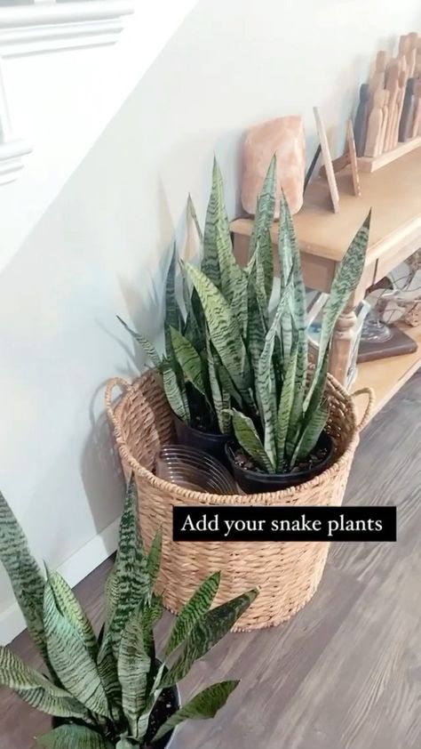 indoorplants_decor on Instagram: Easy DIY to create one large plant! It’s super simple to make any plant look like one large plant. Showing you how with snake plants today!… Floor Plants Decor Living Rooms, Mudroom Renovation, Snake Plant Decor, Plant Decor Living Room, Houseplants Decor, Plants In Baskets, Snake Plants, Floor Plants, Basket Planters