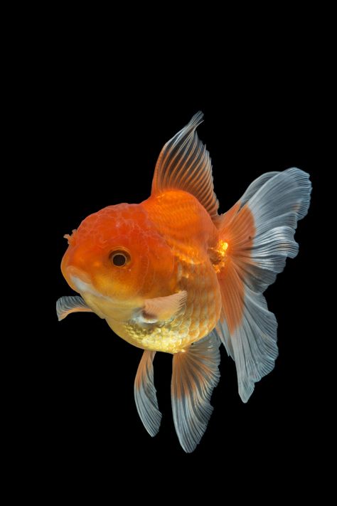 Gold Fish Photography, Goldfish Reference, Gold Fish Aesthetic, Goldfish Aesthetic, Ryukin Goldfish, Cute Goldfish, Oranda Goldfish, Pet Goldfish, Pretty Fish