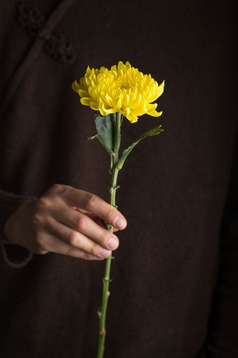 Chrysanthemum Wedding, Feng Shui Symbols, Hands Holding Flowers, Yellow Chrysanthemum, Wholesale Flowers Wedding, Flower Identification, Hand Hold, Hand Flowers, Hands Holding