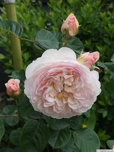 Emily Bronte Rose, Cut Garden, Rose Garden Design, Emily Brontë, Rose Photo, Emily Bronte, David Austin Roses, David Austin, Rose Photos