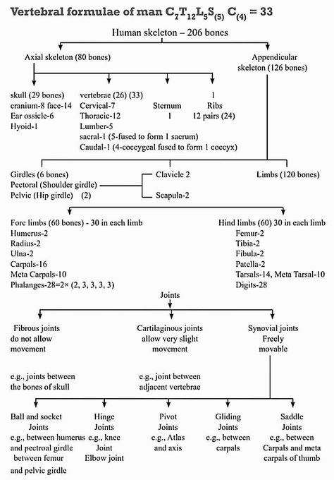 General Anatomy Notes, Excretory Products And Their Elimination Neet Notes, Neet Exam Notes Biology Ncert, Class 11 Biology Notes Locomotion And Movement, Neet 2024 Reduced Syllabus, Locomotion And Movement Mind Map, Neet Exam Notes Biology Human Physiology, Breathing And Exchange Of Gases Notes For Neet, Locomotion And Movement Notes