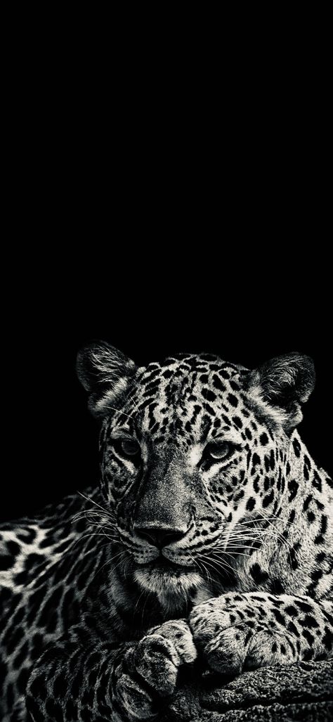 A P Wallpapers, Wallpaper Backgrounds Leopard, Black And White Cheetah Print Wallpaper, Good Quality Wallpaper Iphone, Aesthetic Ipad Wallpaper Vintage, Black Leopard Aesthetic, Ipad Wallpaper Inspo Aesthetic, Leopard Print Lockscreen, Black Leopard Wallpaper Iphone