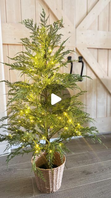 Jesse Coulter | TX Blogger on Instagram: "There’s a reason this Christmas tree from @walmart has gone viral🎄It’s stunning! Comment “SHOP” and I’ll send you the link. 

Comes in this 4ft size ($60), 7.5ft ($179) and 9ft ($200). If it says it’s sold out…keep coming back because it randomly comes back in stock!

@mytexashouse #christmasdecor #christmastree #ltkhome #thecoulterhome https://liketk.it/4RLmx" Viral Walmart Christmas Tree, Raised Christmas Tree Stand Ideas, Cedar Christmas Tree, Walmart Christmas Trees, Walmart Decor, Christmas Tree Crafts, Cypress Trees, Tree Crafts, Back In Stock