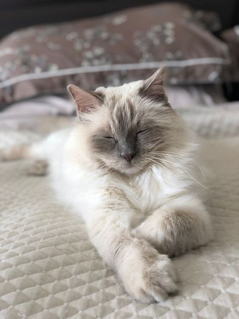 Lilac Ragdoll Cat, Lilac Ragdoll, Aesthetic Cat Tattoo, Poses Pictures, Pet Tattoos, Cat Tattoo Design, Cat Poses, Ragdoll Kittens, Wallpaper Cat