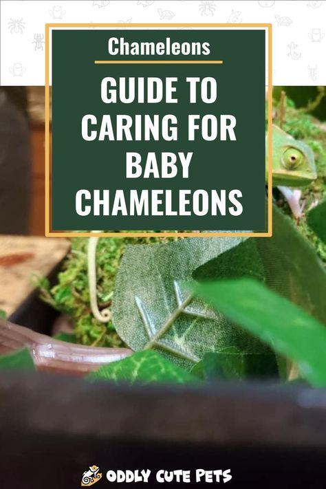 How to care for a baby chameleon and all of its needs and habitat requirements. [Care Details] Chameleon Set Up, Terrarium For Chameleon, What Do You Need For A Chameleon, Aesthetic Chameleon Cage, Chameleon Enclosure, Chameleon Care, Baby Chameleon, Lizard Habitat, Chameleon Cage