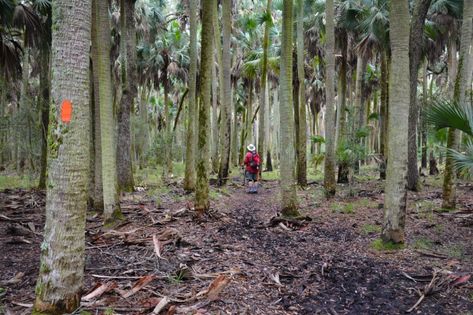 Hiking In Florida, Florida Trail, Trail Dog, Flagler Beach, Florida State Parks, Backcountry Camping, Thru Hiking, Forest Road, Fort Walton Beach