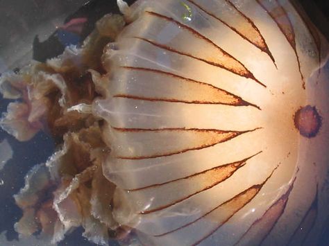 The compass jellyfish Chrysaora hysoscella swimming in a marina. Compass Jellyfish, Jellyfish Art, The Compass, Marine Biology, The Marine, Marine Life, Jellyfish, Sea Life, Compass