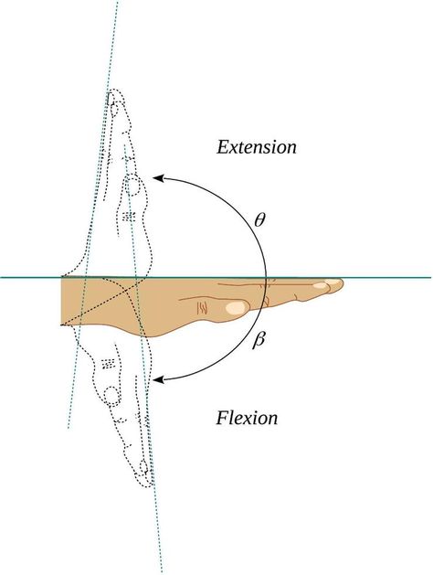 Flexion and extension movements of the wrist joint Flexion And Extension, Movement Pictures, Flat Design, Vector Free, Clip Art, Quick Saves, Design