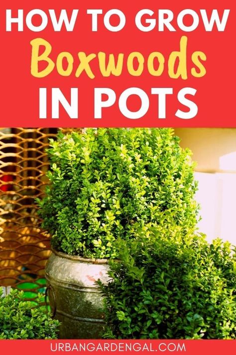 Growing boxwoods in containers Boxwood Landscaping, Landscaping Shrubs, Plant Stand With Wheels, Buxus Sempervirens, Box Wood Shrub, Boxwood Plant, Container Garden Design, Plant Box, Planting Shrubs