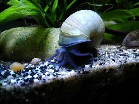 Mystery Snail Tank, Mystery Snails, Snail Tank, Apple Snail, Snails In Garden, Freshwater Aquarium, Freshwater Fish, Amphibians, Aquariums