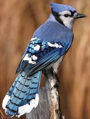 Blue Jay:In the spiritual realm, the blue jay speaks of clarity and vision. In Native American symbolism (namely.the SiouxNation) the azure of the jay against the blue sky indicated a "double vision" or double clarity. This visual/spiritual "blue on blue" concept speaks of purity of the soul, truth of the heart, and clarity of thought.*what's-your-sign.com Blue Jay, Jay, Birds, Blue And White, Blue, White