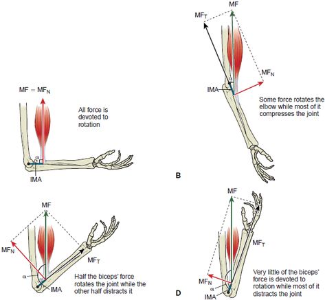 Biomechanics of the Biceps Brachii  Moment Arm- 100% of muscle force rotates joint when insertion is perpendicular to bone segment Biomechanics Study, Muscular System Anatomy, Muscle System, Biceps Brachii, Bicep Muscle, Weighted Squats, Muscular System, Muscle Anatomy, Arm Muscles