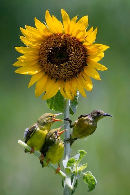 Foto gratuita olivebacked sunbirds alime... | Free Photo #Freepik #freephoto #flora-fauna #fauna #jardin #fauna-silvestre Animal Garden, Garden Background, Earth Song, Sun Flowers, Garden Birds, Bird Embroidery, Feeding Kids, Psd Icon, Wild Nature