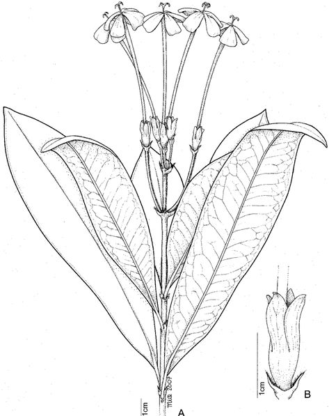 Ixora trimera. A—flowering branch; B—bracteoles, ovary and calyx. Drawn by mia Scheerlinck. Based on coll. ignot. 6500-SF Ixora Plant, Ixora Coccinea, Roots Illustration, Botanical Drawing, Cross Section, Plant Flower, Botanical Drawings, Cactus Plants, Cactus