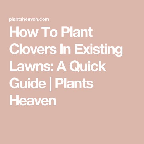 How To Plant Clovers In Existing Lawns: A Quick Guide | Plants Heaven Clover Lawn, Clover Seed, Invasive Plants, Grass Seed, Green Lawn, Growing Seeds, Small Leaf, Quick Guide, Ground Cover