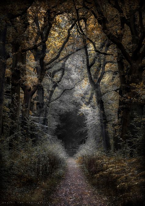 "The Black Hole" - Black Forest Germany, The Black Hole, Mystical Forest, Ya Fantasy, Forest Path, Magic Forest, Dark Forest, Black Hole, Magical Places