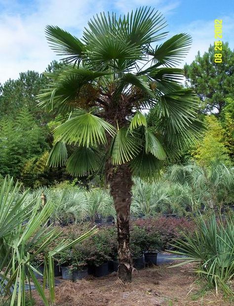 Windmill Palm, Cold Hardy Palm Trees, Trees Landscaping, Palm Trees Landscaping, Bushes And Shrubs, Indoor Palms, Tropical Backyard, Zone 7, Banana Plants