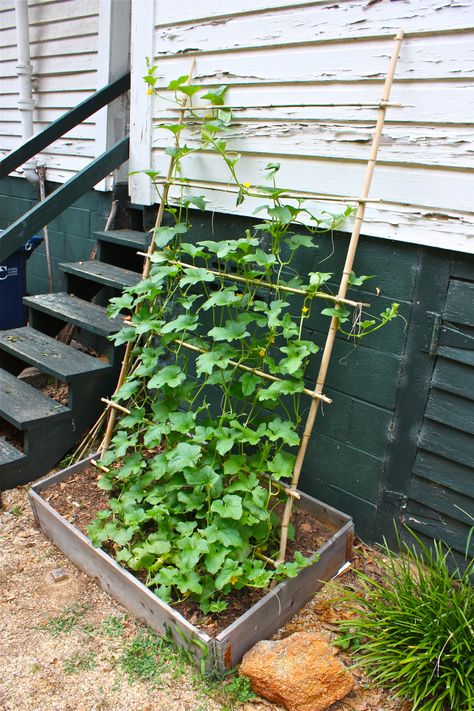 bean or pea trellis with bamboo Pea Trellis, Fenced Vegetable Garden, Vertical Vegetable Gardens, Landscaping Layout, Diy Garden Trellis, Bamboo Trellis, Vertical Vegetable Garden, Plants Growing, Garden Vines