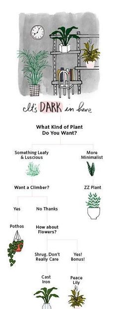 The process of choosing a plant isn't a simple equation. It's a funky formula involving many variables: light conditions in your home, your style preferences, plant behaviors, amount of space you can devote to another living thing, and your track record with maintenance, among others. Ask yourself some key questions, however, and you'll find the path to the perfect plant for you. Indoor Plants Low Light, Cast Iron Plant, Plants Growing, Zz Plant, Dekor Diy, Iron Plant, Plant Images, Perfect Plants, Plant Mom