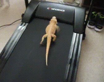 Cheezburger.com - Crafted from the finest Internets. Hilarious Gif, Bearded Dragon Funny, Bearded Dragon Cage, Bearded Dragon Diet, Baby Bearded Dragon, Reaction Gif, Bearded Dragon Cute, Bearded Dragon Care, Jokes Humor