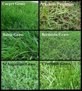 Different Types Of Grass, St Augustine Grass, Centipede Grass, Grass Types, Sprinkler Repair, Lawn Turf, Bermuda Grass, Lawn Irrigation, Growing Grass