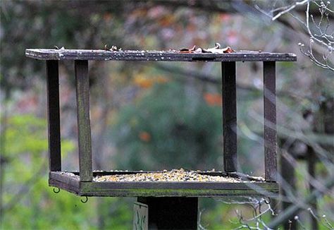 platform bird feeder Platform Bird Feeder With Roof, Platform Bird Feeder, Bird House Feeder, Wildlife Habitat, Closer To Nature, Wild Birds, Diy Woodworking, Bird Feeders, Animal Kingdom