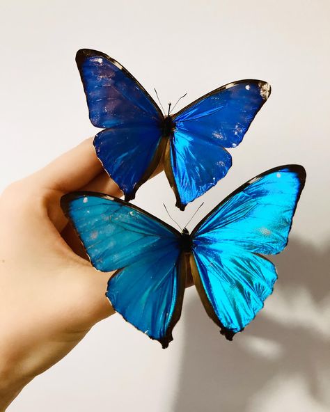 How are these butterflies real 🦋 😍 #butterfly #morpho #specimen #entomology #handpinned #natural #nature #beautiful Butterfly Blue Morpho, Butterflies Real, Morpho Menelaus, Butterfly Morpho, Frame Butterfly, Alternative Earrings, Entomology Art, Framed Butterfly, Butterfly Taxidermy